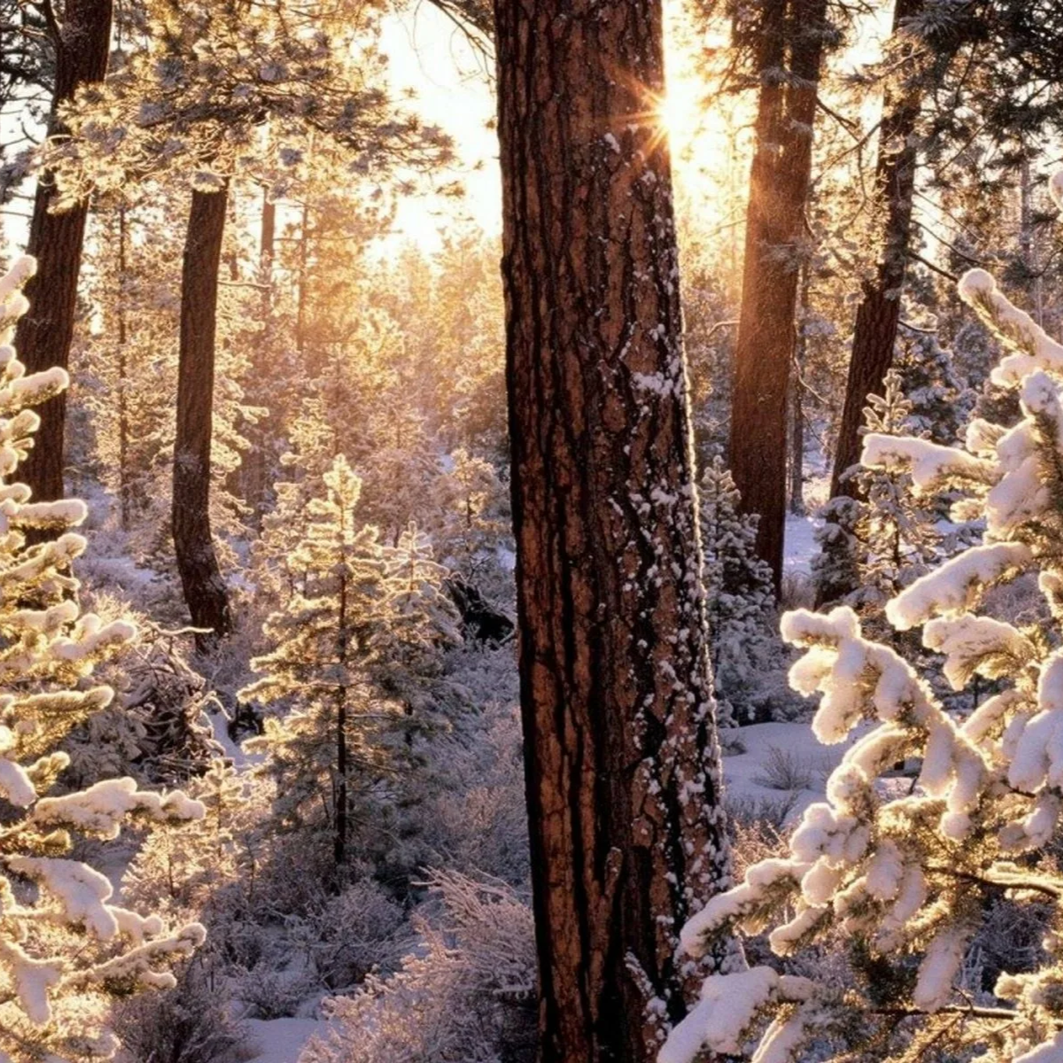 Выживаем в зимнем лесу: советы от БЛОКПОСТ | Полезная информация | БлокПОСТ