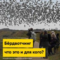 Бёрдвотчинг — что это и для кого? | Полезная информация | БлокПОСТ