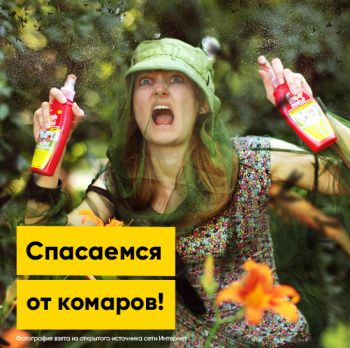 Кровопийцы наступают: спасаемся от комаров! | Полезная информация | БлокПОСТ
