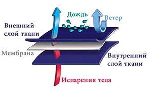 мембрана.jpg